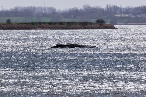 Rund um die Uhr sind Einsatzkräfte an der Küste, um den Wal zu beobachten. Foto: Marcus Golejewski/dpa