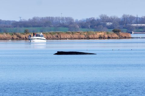 Der Buckelwal liegt in der Ostsee.