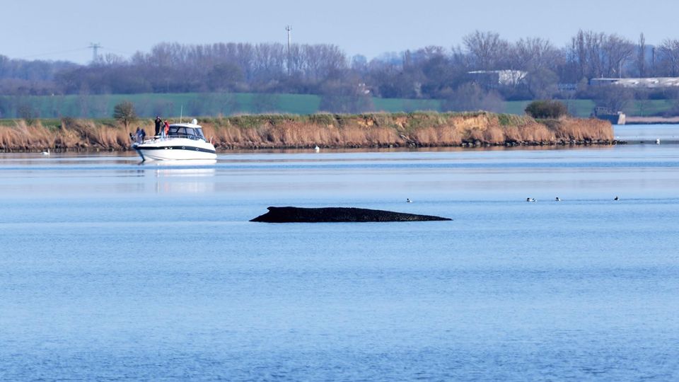 Der Buckelwal liegt in der Ostsee.
