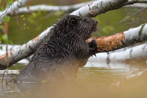 Im Mai kündigt sich bei den Bibern Nachwuchs an. (Symbolbild) Foto: Patrick Pleul/dpa-Zentralbild/dpa
