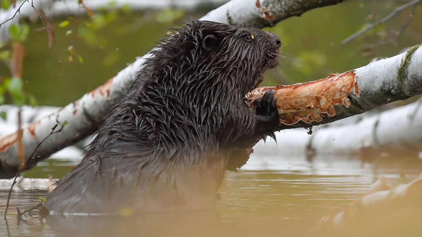 Im Mai kündigt sich bei den Bibern Nachwuchs an. (Symbolbild) Foto: Patrick Pleul/dpa-Zentralbild/dpa