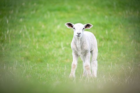 In der Oberpfalz haben zwei Männer mutmaßlich ein Lamm illegal geschächtet. (Symbolbild) Foto: Sina Schuldt/dpa