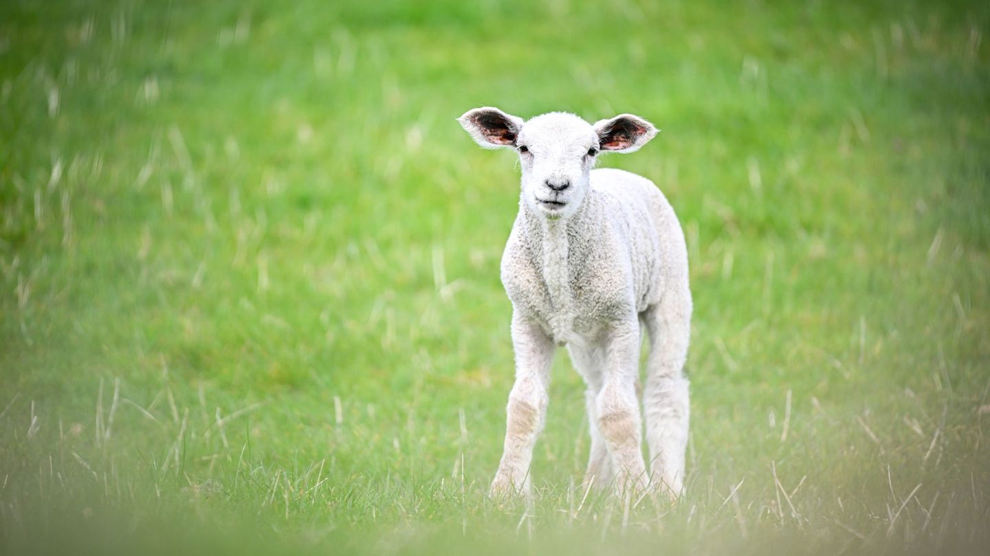In der Oberpfalz haben zwei Männer mutmaßlich ein Lamm illegal geschächtet. (Symbolbild) Foto: Sina Schuldt/dpa