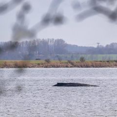 Wal „Timmy“ vor der Küste von Poel
