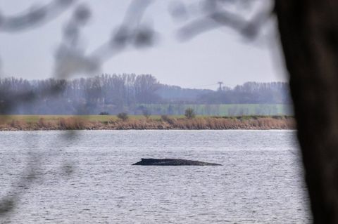 Wal „Timmy“ vor der Küste von Poel