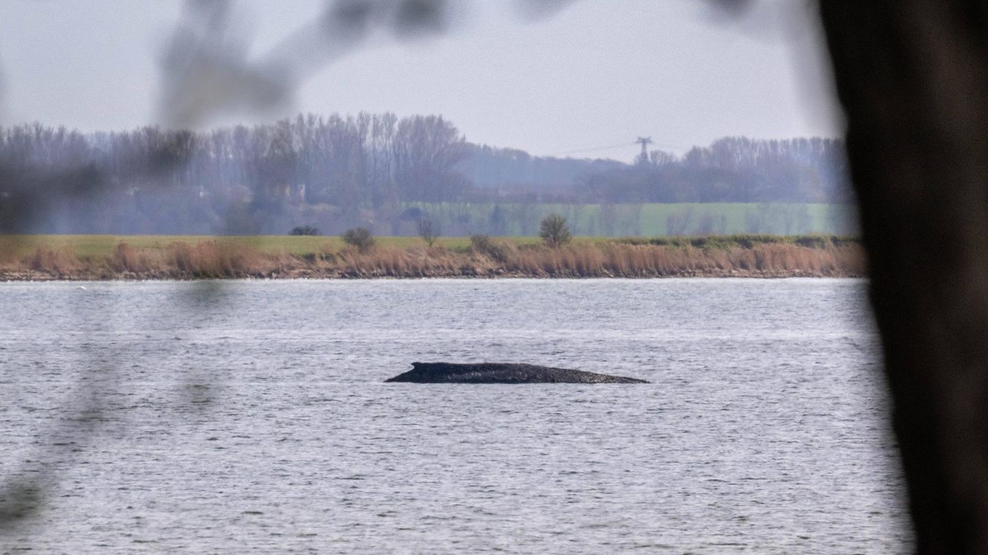 Drama in der Ostsee: Wal „Timmy“: Der aktuelle Stand und die möglichen Rettungspläne
