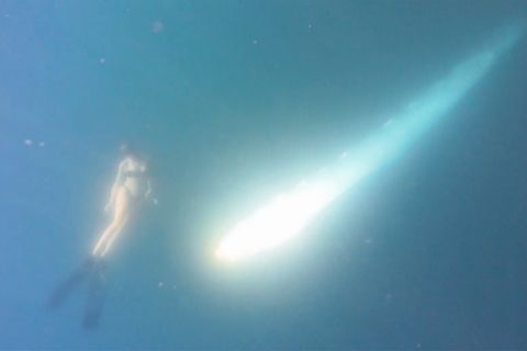 Frau taucht plötzlich mit vier Meter langer Meereskreatur