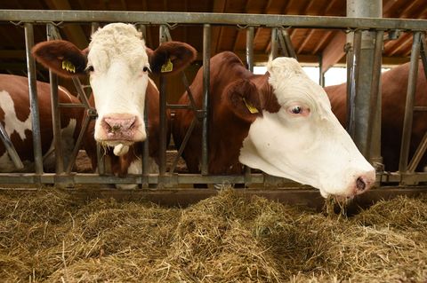 Der Besitzer bringt die Kuh schließlich in ihren Stall zurück. (Symbolbild) Foto: Angelika Warmuth/dpa