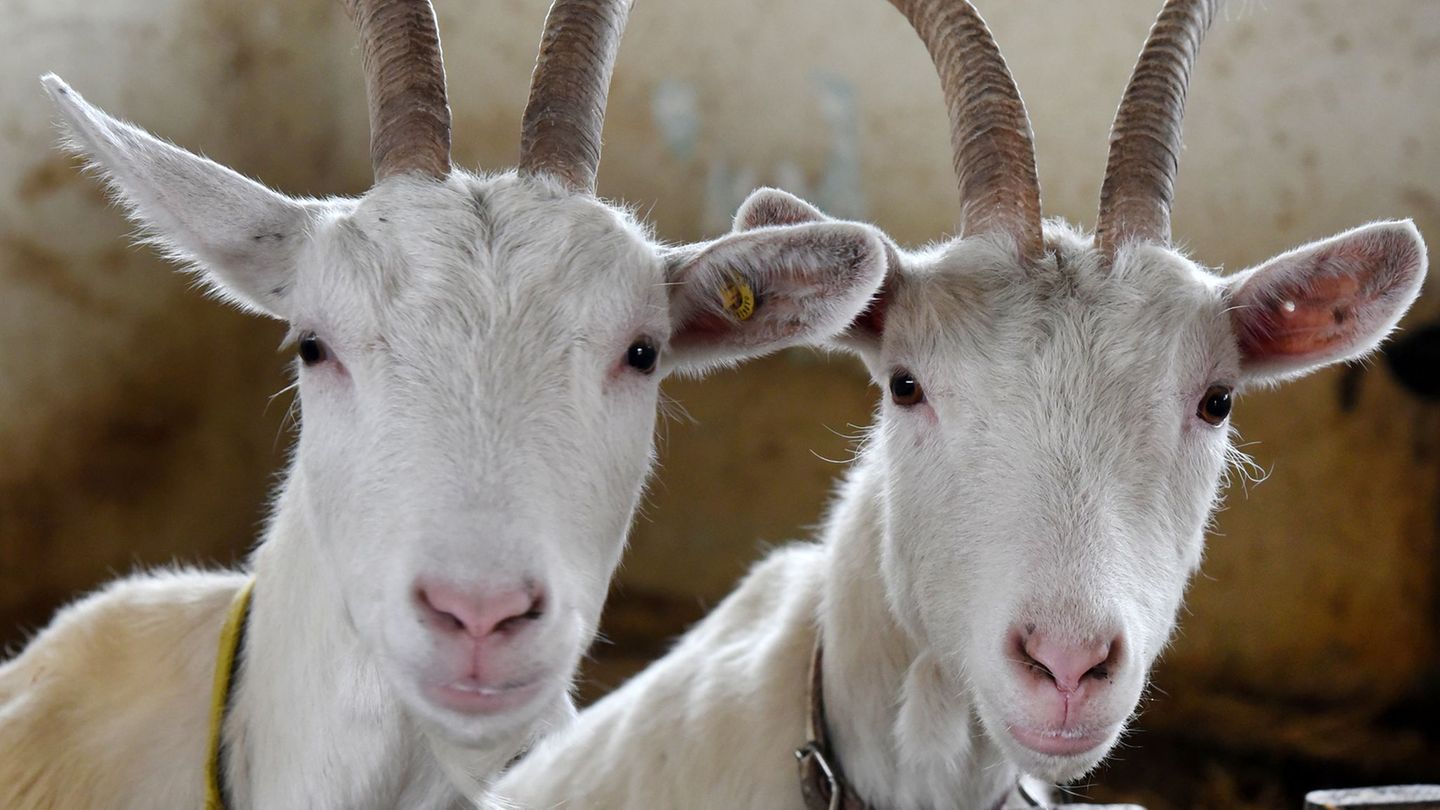 Unbekannte haben bei Mühlacker drei Ziegen auf einer Weide geschlachtet. (Symbolbild) Foto: Waltraud Grubitzsch/dpa