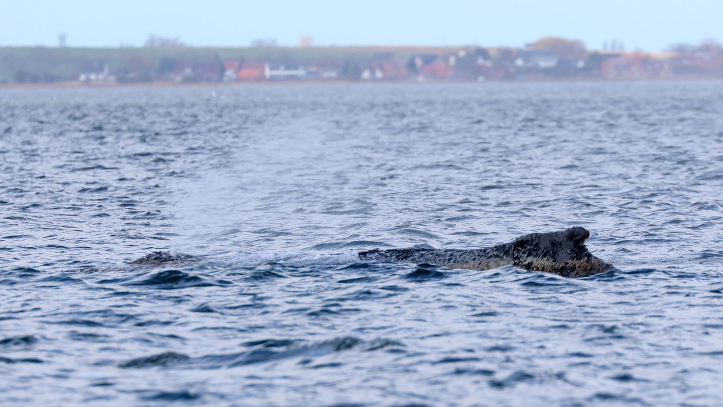 Ostseeküste: Wie steht es um den Wal? Gutachten am Nachmittag erwartet