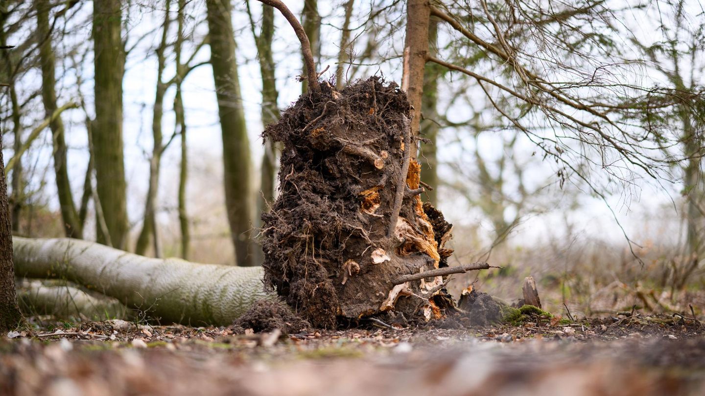 Drei Menschen erschlagen: Umgestürzter Baum bei Flensburg sollte gefällt werden