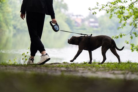 Ein Pitbull soll sich in Mannheim losgerissen und einen Mann mit seinem Hund angefallen haben. (Symbolbild) Foto: Mohssen Assani