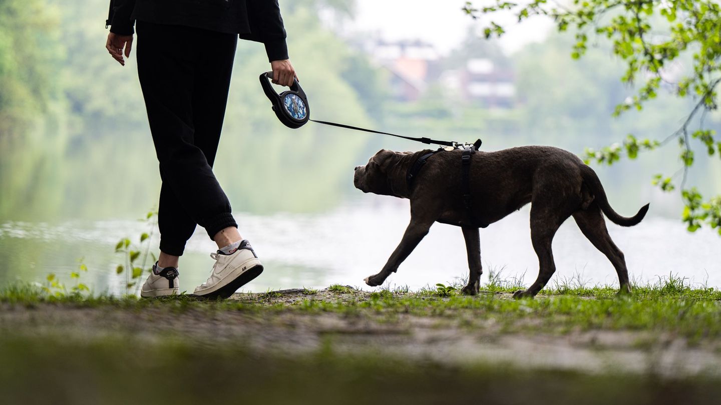 Ein Pitbull soll sich in Mannheim losgerissen und einen Mann mit seinem Hund angefallen haben. (Symbolbild) Foto: Mohssen Assani