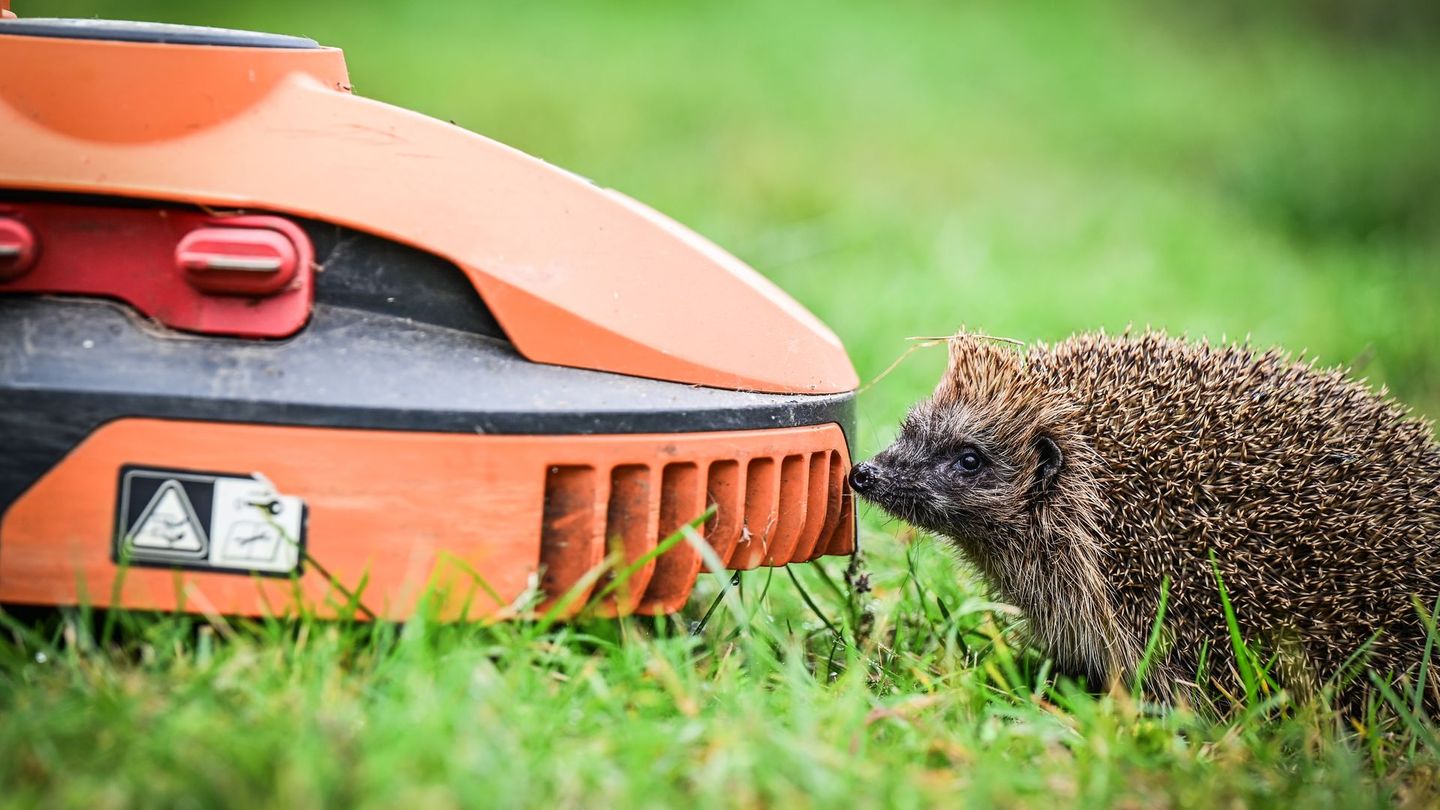Mähroboter können eine große Gefahr für Igel und andere Kleintiere darstellen.