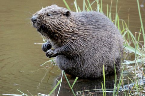 Der Europäische Biber (Castor fiber) ist naturschutzrechtlich streng geschützt. (Archivbild) Foto: Felix Heyder/dpa