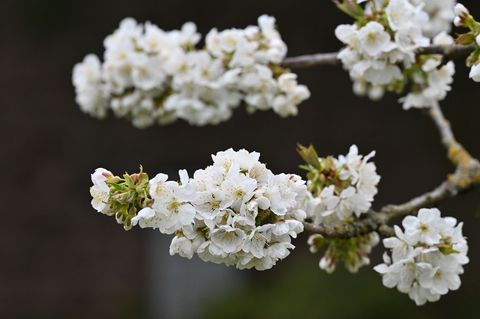 In Hessen werden auf etwa 238 Hektar Süßkirschen angebaut. Foto: Swen Pförtner/dpa