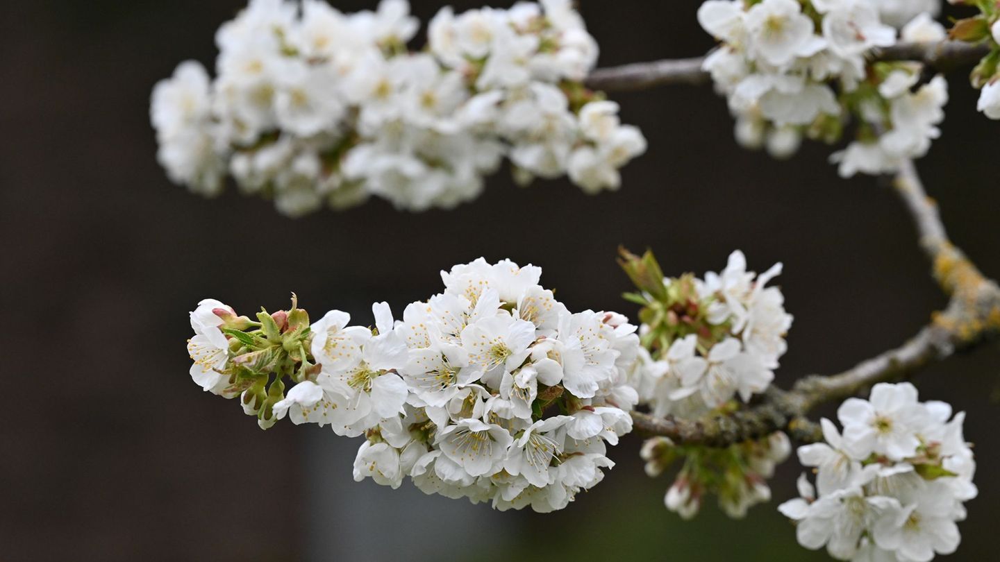 In Hessen werden auf etwa 238 Hektar Süßkirschen angebaut. Foto: Swen Pförtner/dpa
