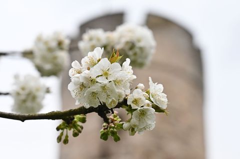 Die Kirschblüte entlang der Spazier-, Wander- und Radwege im Kirschenland Witzenhausen hat begonnen. Foto: Swen Pförtner/dpa