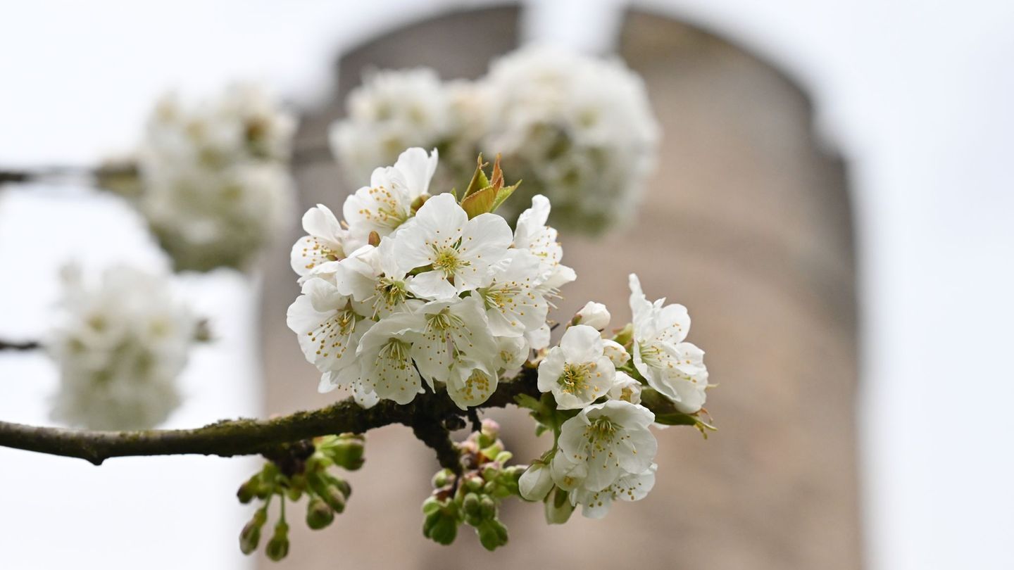 Die Kirschblüte entlang der Spazier-, Wander- und Radwege im Kirschenland Witzenhausen hat begonnen. Foto: Swen Pförtner/dpa