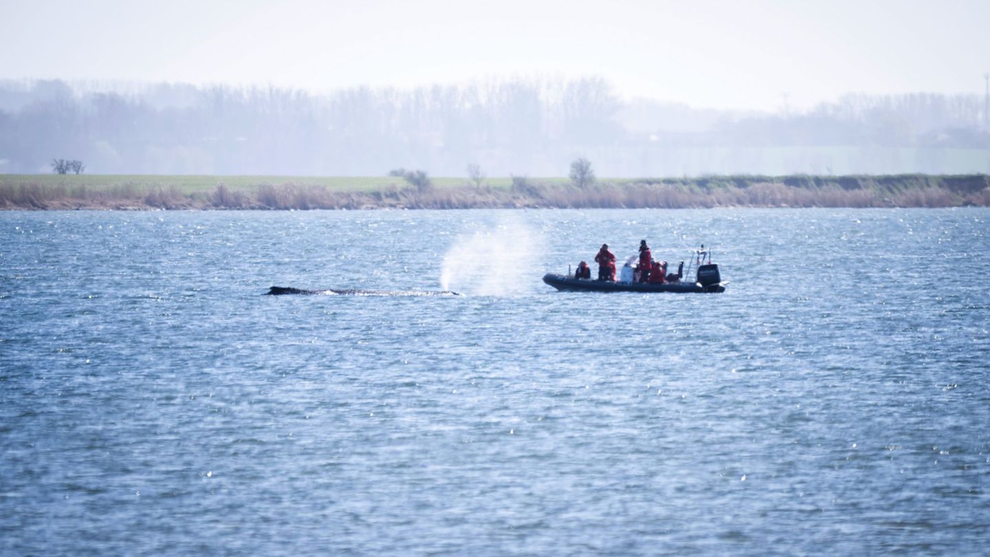 Auch nach Ostern machen sich Expertinnen und Experten ein Bild von der Situation des Wals. Foto: Philip Dulian/dpa