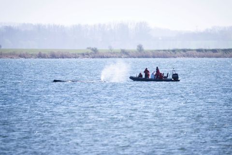 Auch nach Ostern machen sich Expertinnen und Experten ein Bild von der Situation des Wals. Foto: Philip Dulian/dpa