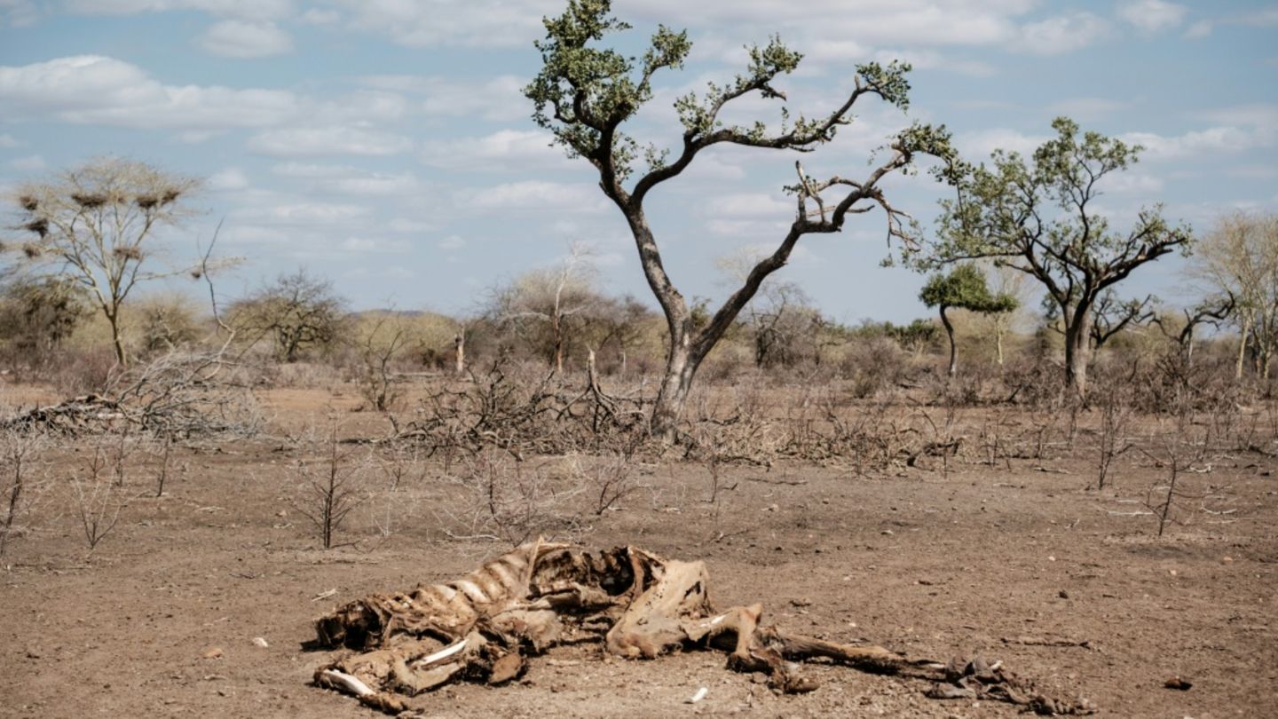 Durch Dürre verendetes Tier in Afrika