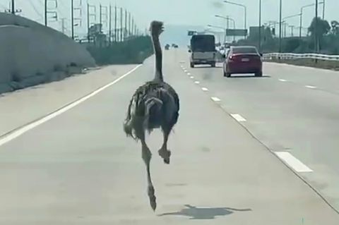 Strauß auf Autobahn