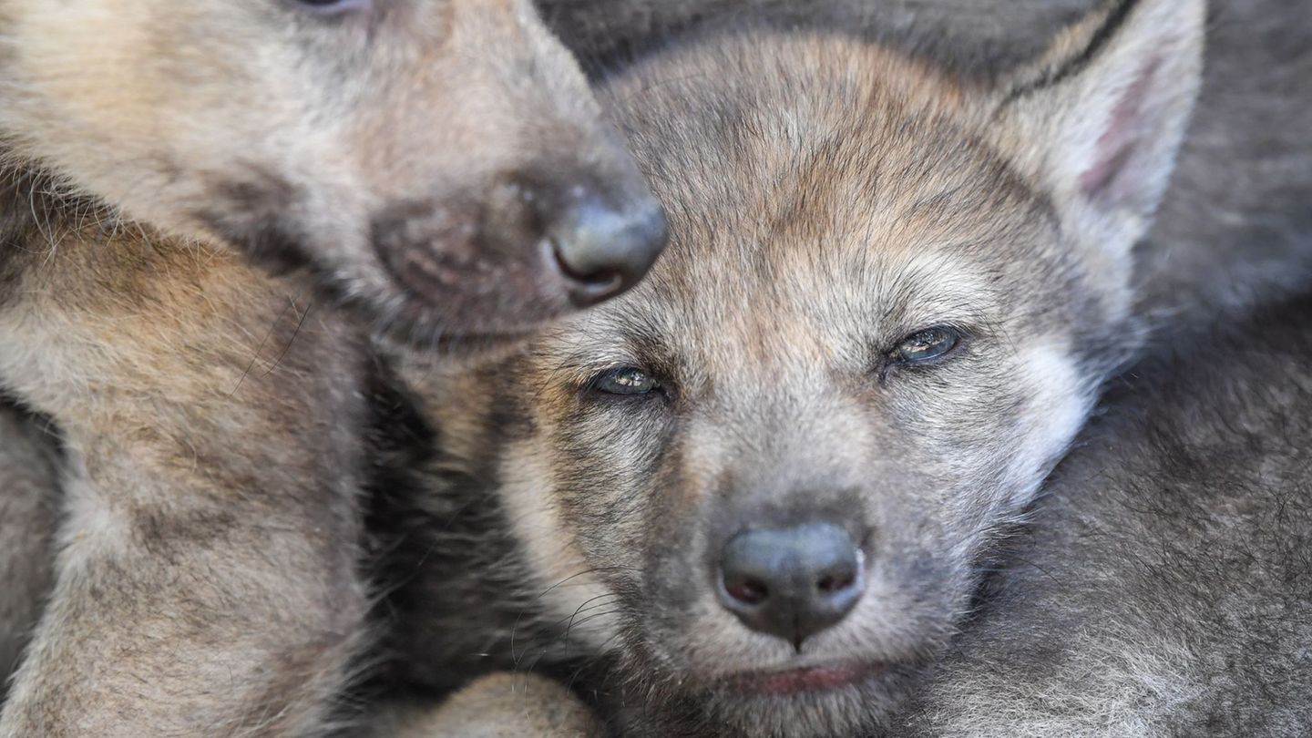 Wildtiere: Junge Wölfin trächtig? Experten hoffen auf Sommer-Welpen