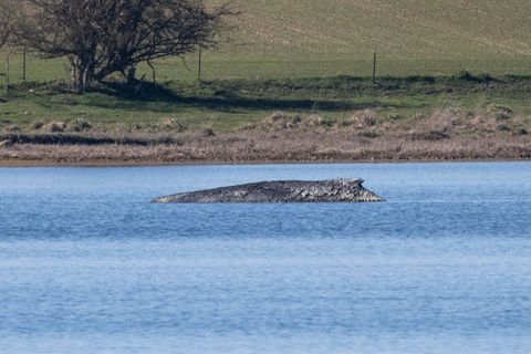 Nicht nur heute, sondern schon vor Jahrhunderten bewegte das Auftauchen von Walen an der Ostseeküste die Menschen stark