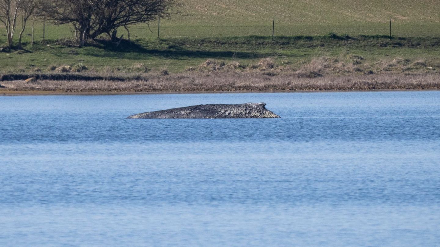 Kulturgeschichte: Ostsee-Wale bewegten schon vor Jahrhunderten die Menschen