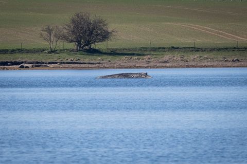 Nicht nur heute, sondern schon vor Jahrhunderten bewegte das Auftauchen von Walen an der Ostseeküste die Menschen stark. Der Bli