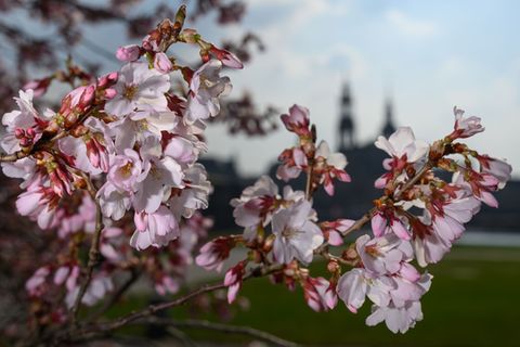 Sonnenschein dominiert die nächsten zwei Tage. (Archivbild) Foto: Robert Michael/dpa