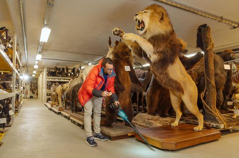 Speicher des Naturhistorischen Museums in Wien