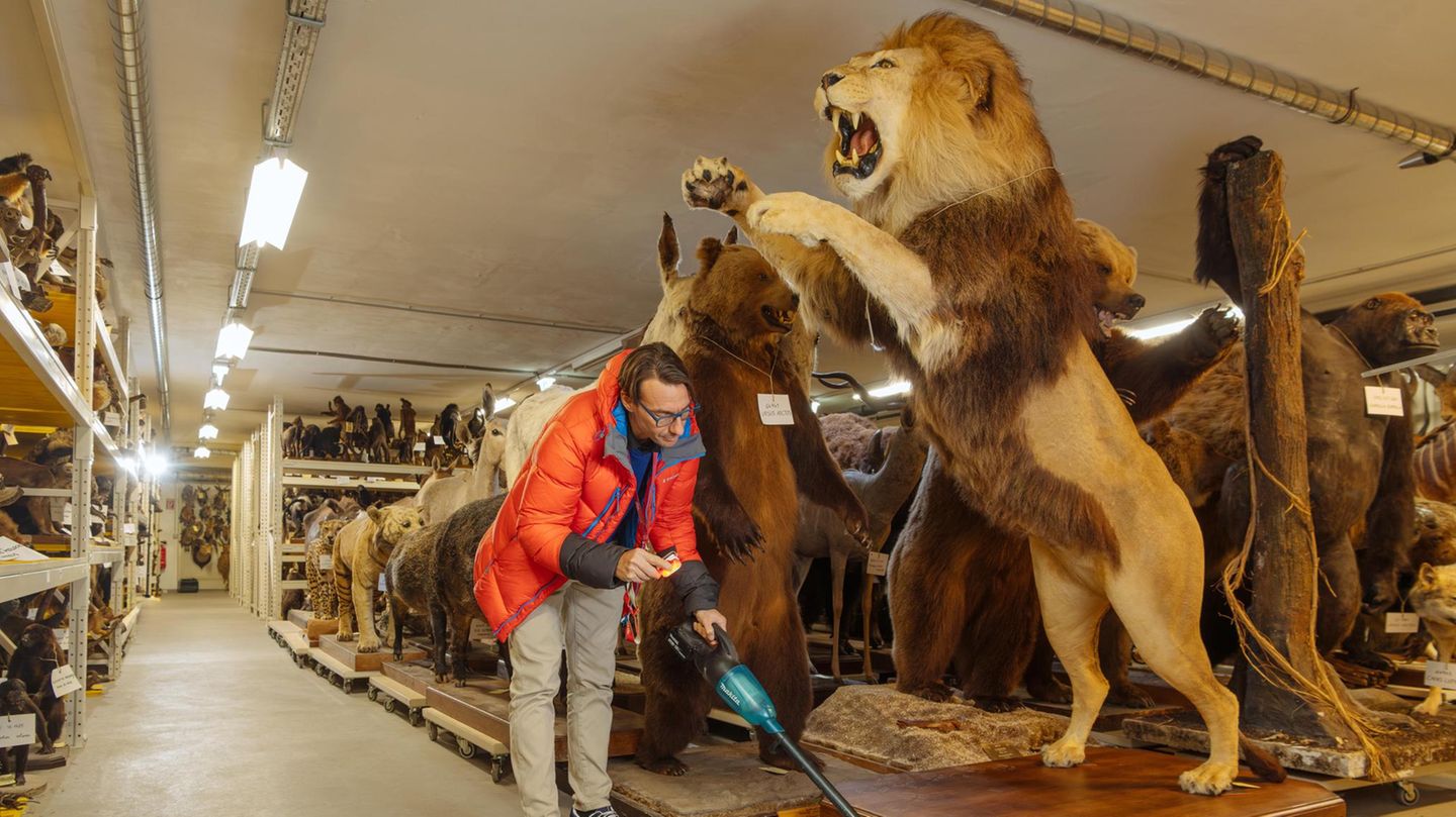 Schädlinge: Alarmstufe Motte! Wenn der Kammerjäger ins Museum kommt