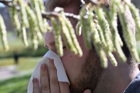 Birkenpollen sind nun auf dem Saisonhöhepunkt. (Symbolbild) Foto: Bernd Weißbrod/dpa