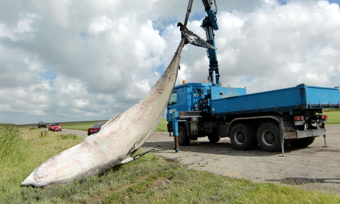 Ein Krahn hebt den toten Wal in die Höhe