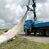 Ein Krahn hebt den toten Wal in die Höhe