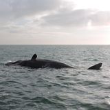 Ein Wal liegt gestrandet im seichten Wasser