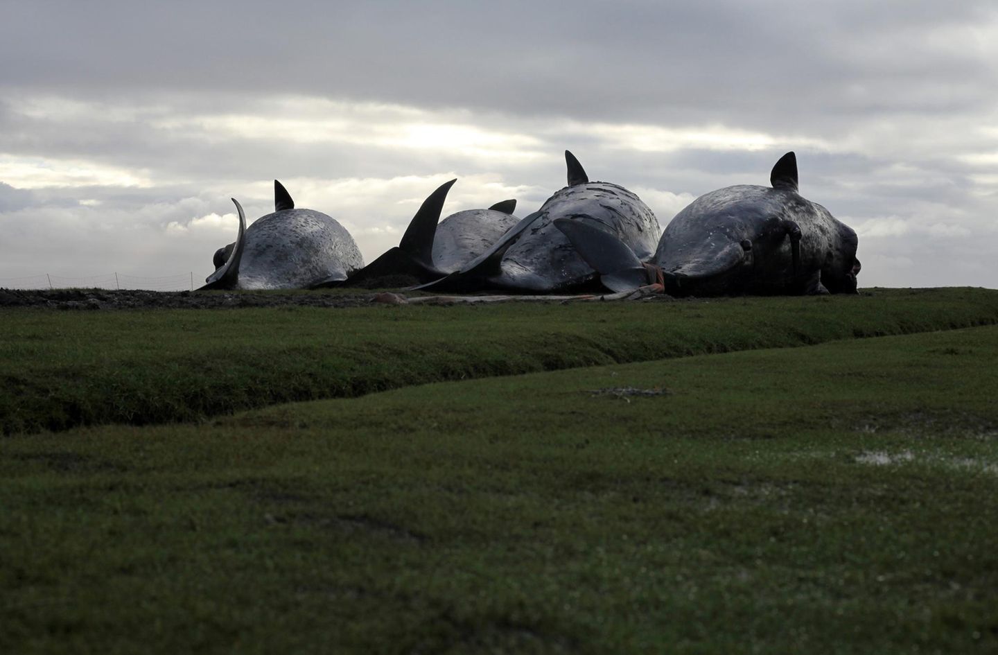 4 Wahle liegen nebeneinander auf einer nassen Wiese