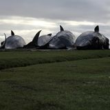 4 Wahle liegen nebeneinander auf einer nassen Wiese