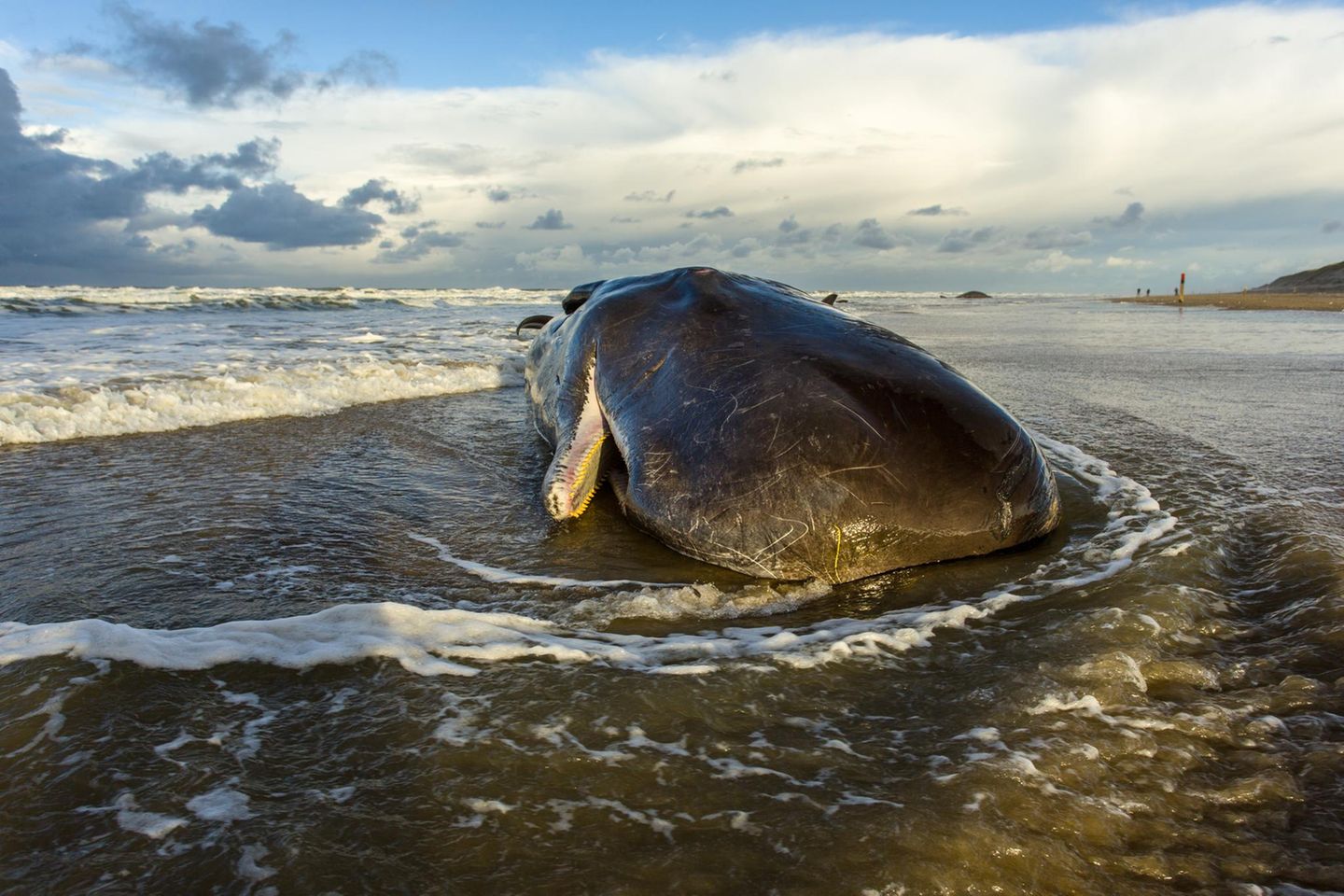 Ein gestrandeter Wal liegt im seichten Wasser