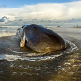 Ein gestrandeter Wal liegt im seichten Wasser