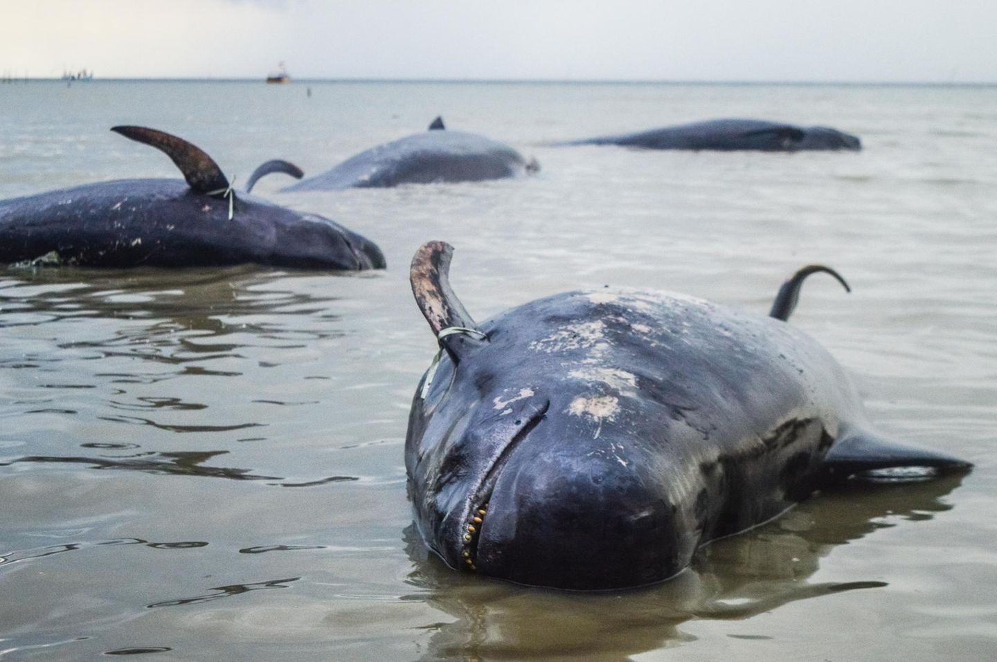 4 Wale liegen gestrandet im seichten Wasser