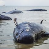 4 Wale liegen gestrandet im seichten Wasser