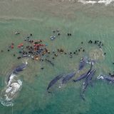 Menschen sind mit gestrandeten Walen im seichten Wasser