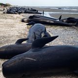 Eine große Gruppe Wale liegt gestrandet im Sand