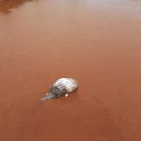 Walstrandung Buckelwal in braunem Gewässer