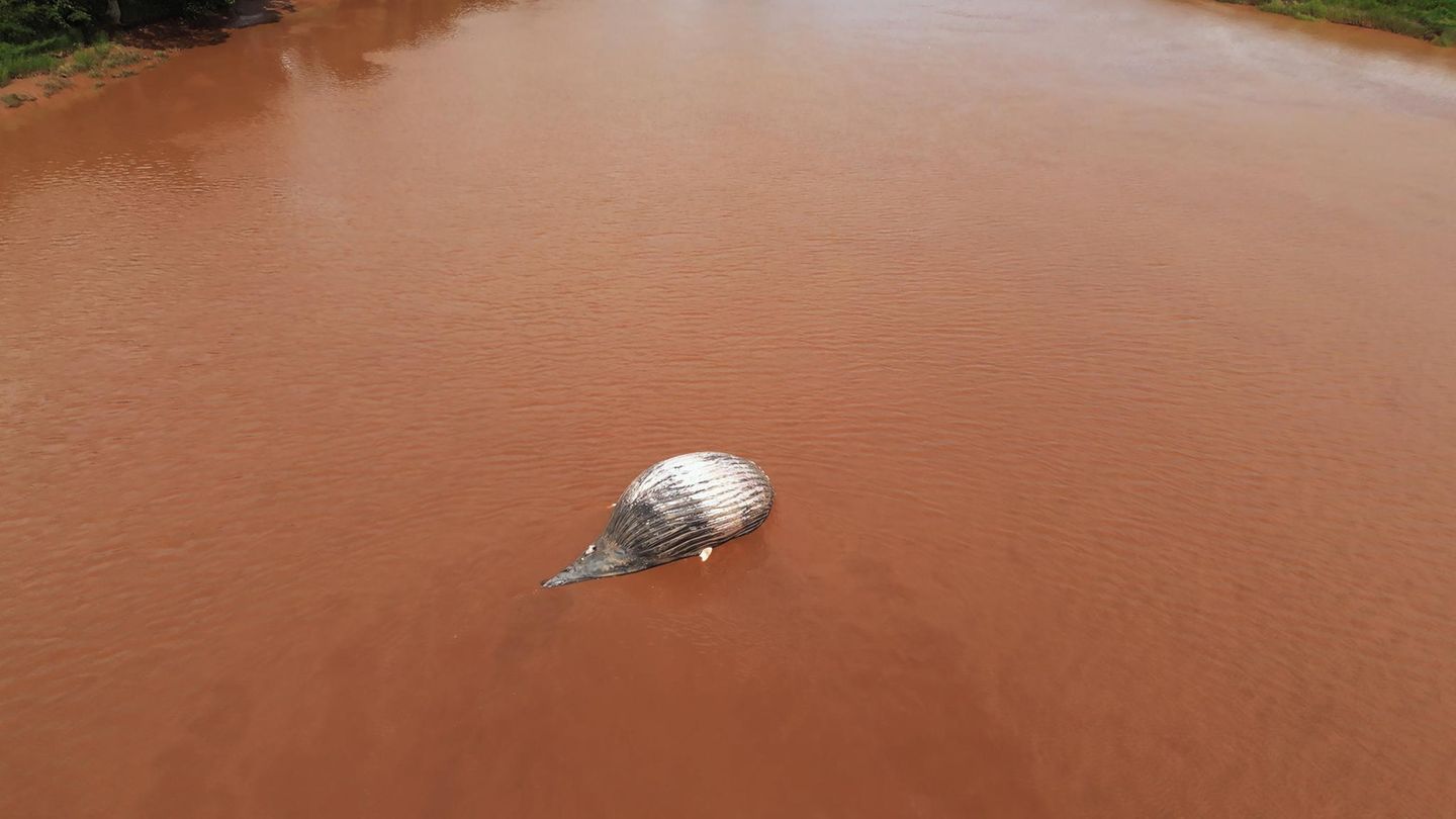 Walstrandung Buckelwal in braunem Gewässer