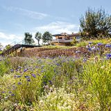 Ausnahmsweise hier dabei: Rund um diese Finca in Südspanien entstand ein naturnaher Garten, der mit dem Himmel um die Wette bläut. Errichtet hat ihn der niederländische Gartenarchitekt und ökologische Vordenker Nico Wissing. 