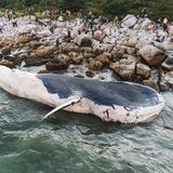 Ein Blauwal liegt an der Küste Canada